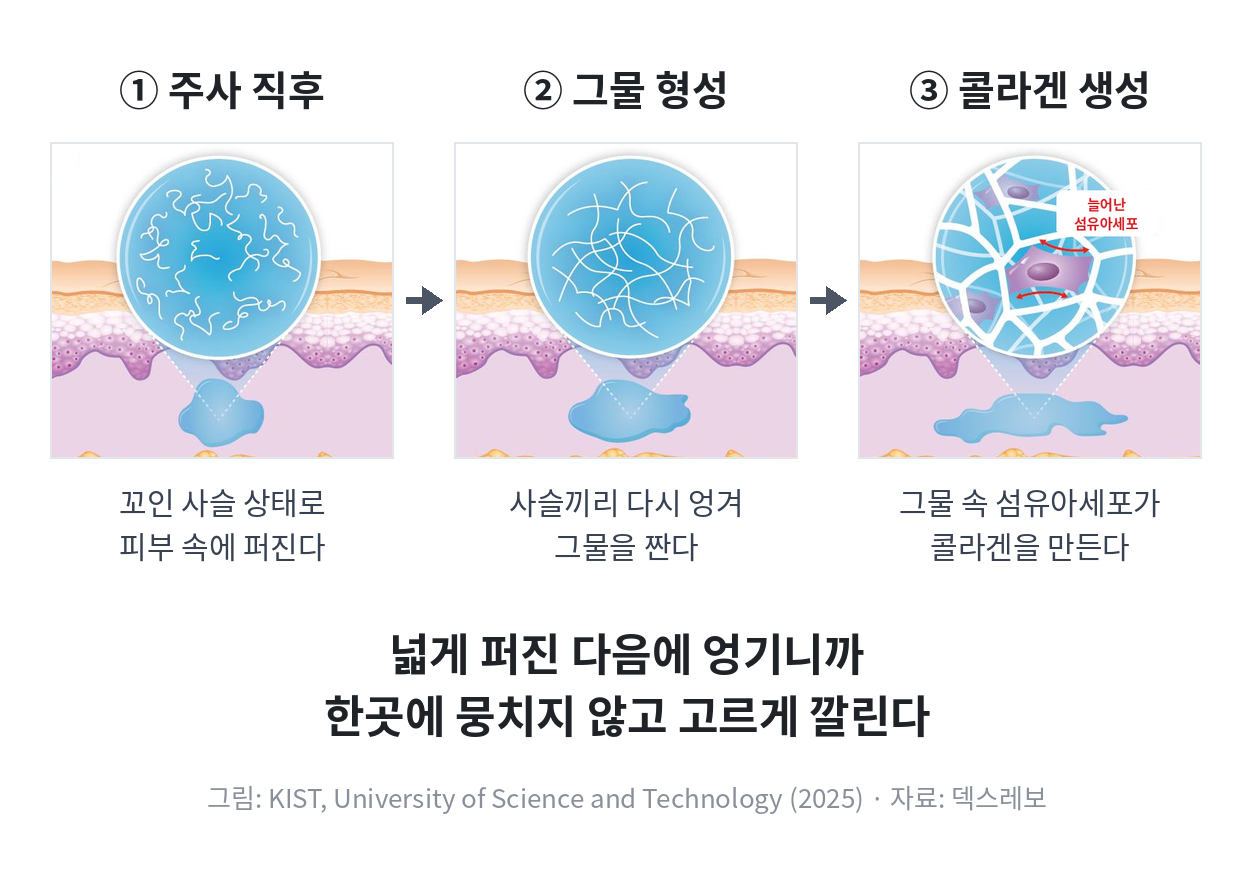 몸 속에 들어간 고우리가 스캐폴드를 이루기까지
